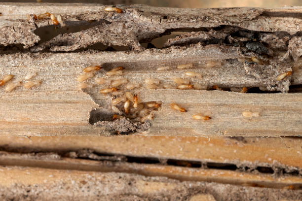 Best Insect Control  in Valenti, NE