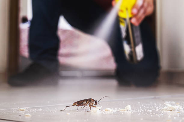 Best Flea Control Services  in Valenti, NE